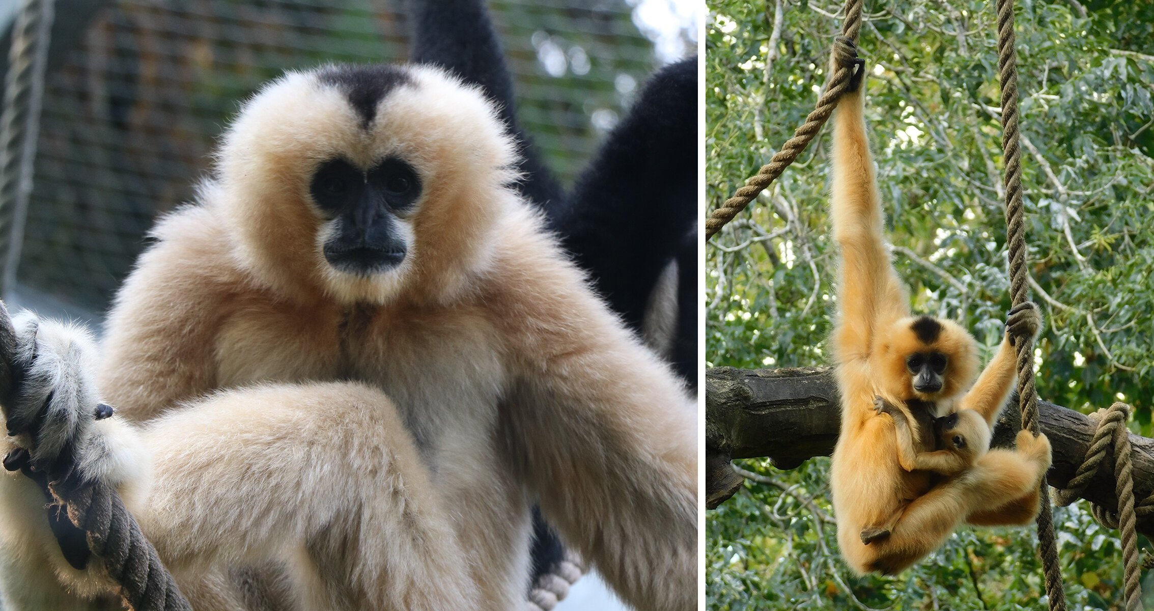 Gibbon dances provide model to investigate the use of gestural signals in primates