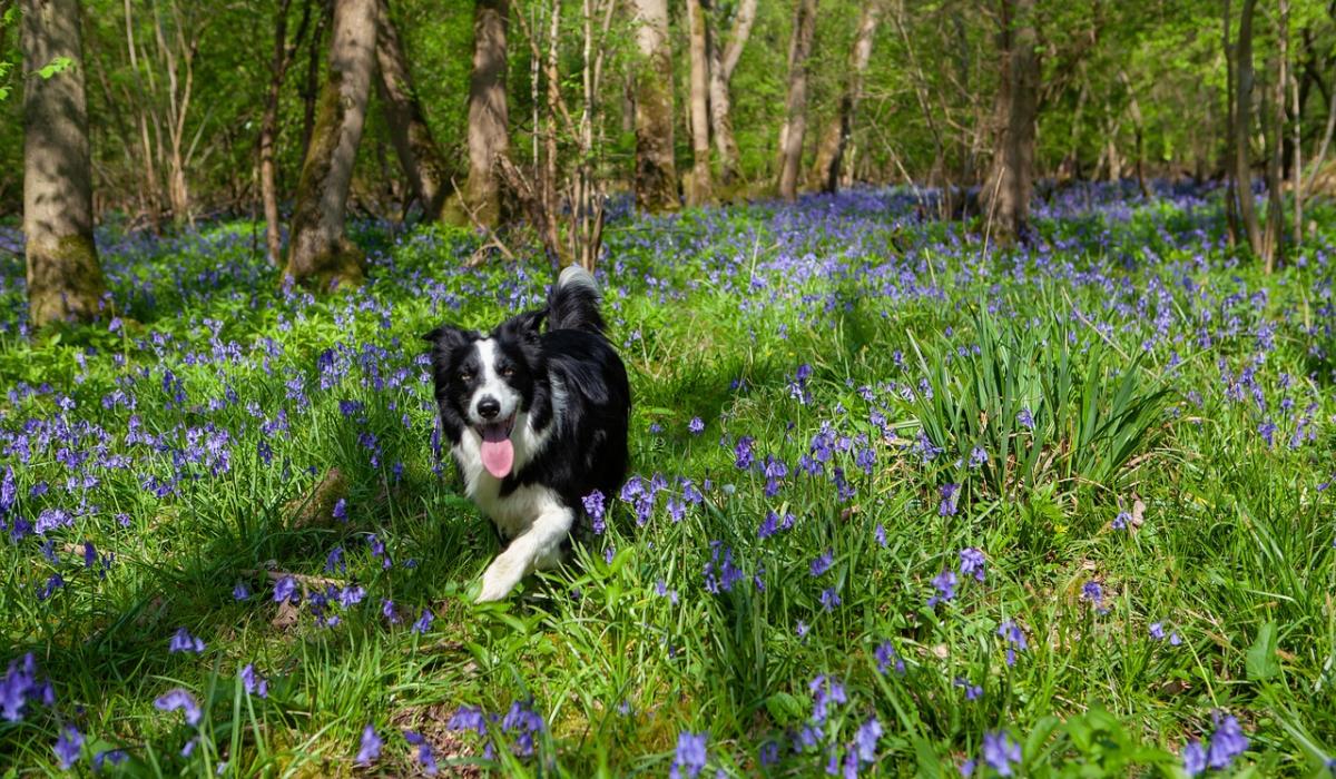 Open meeting in Donegal for anyone interested in developing native woodland