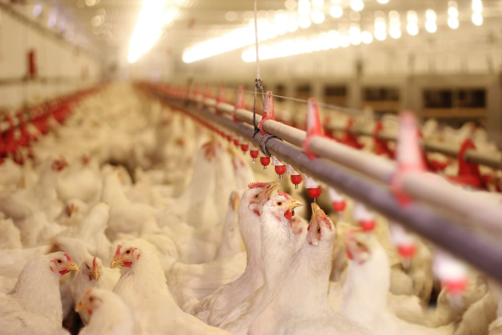 BBB under pressure from chicken farmers on planned manure limits