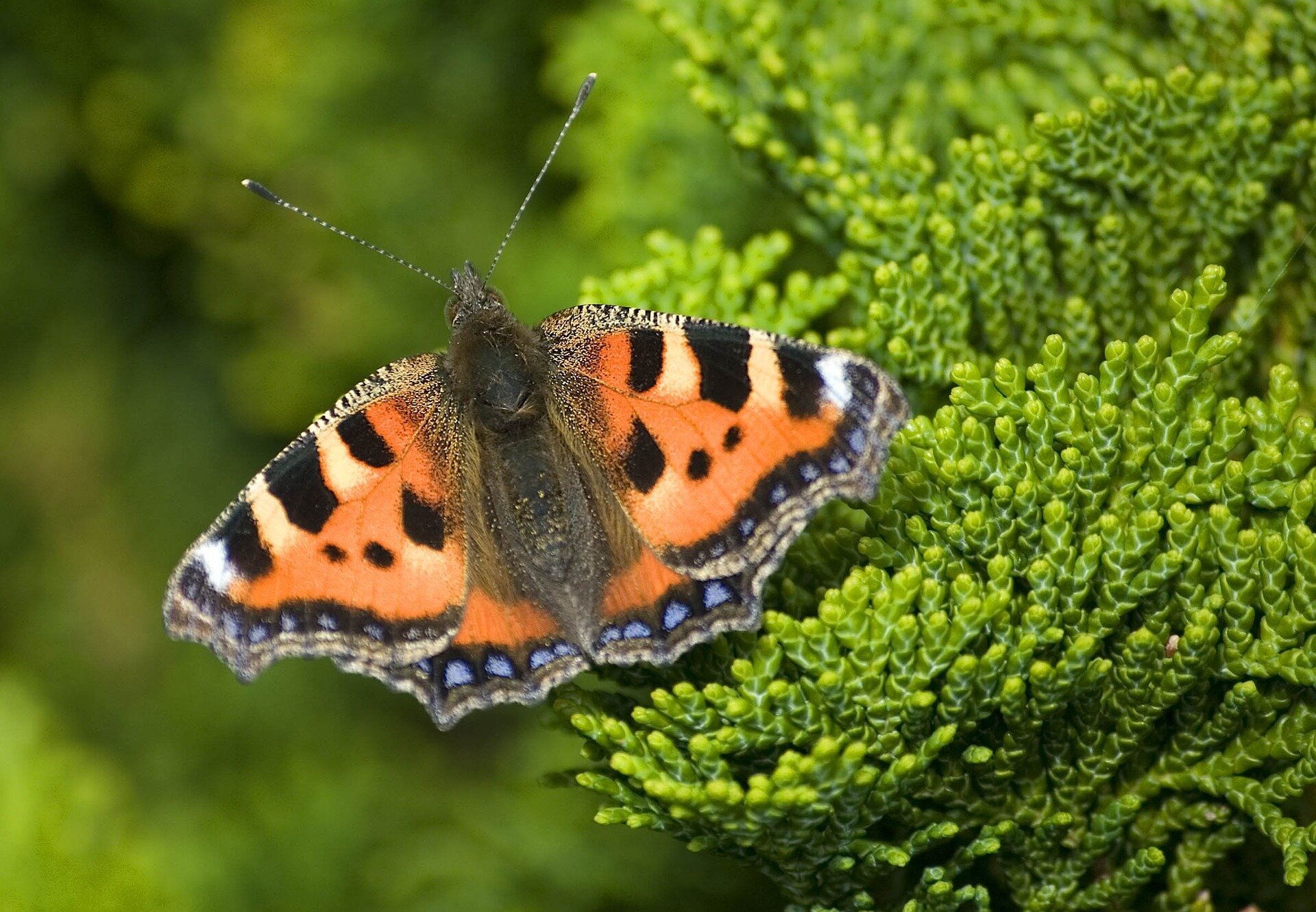 For many in the UK, 2024 was the year without a butterfly