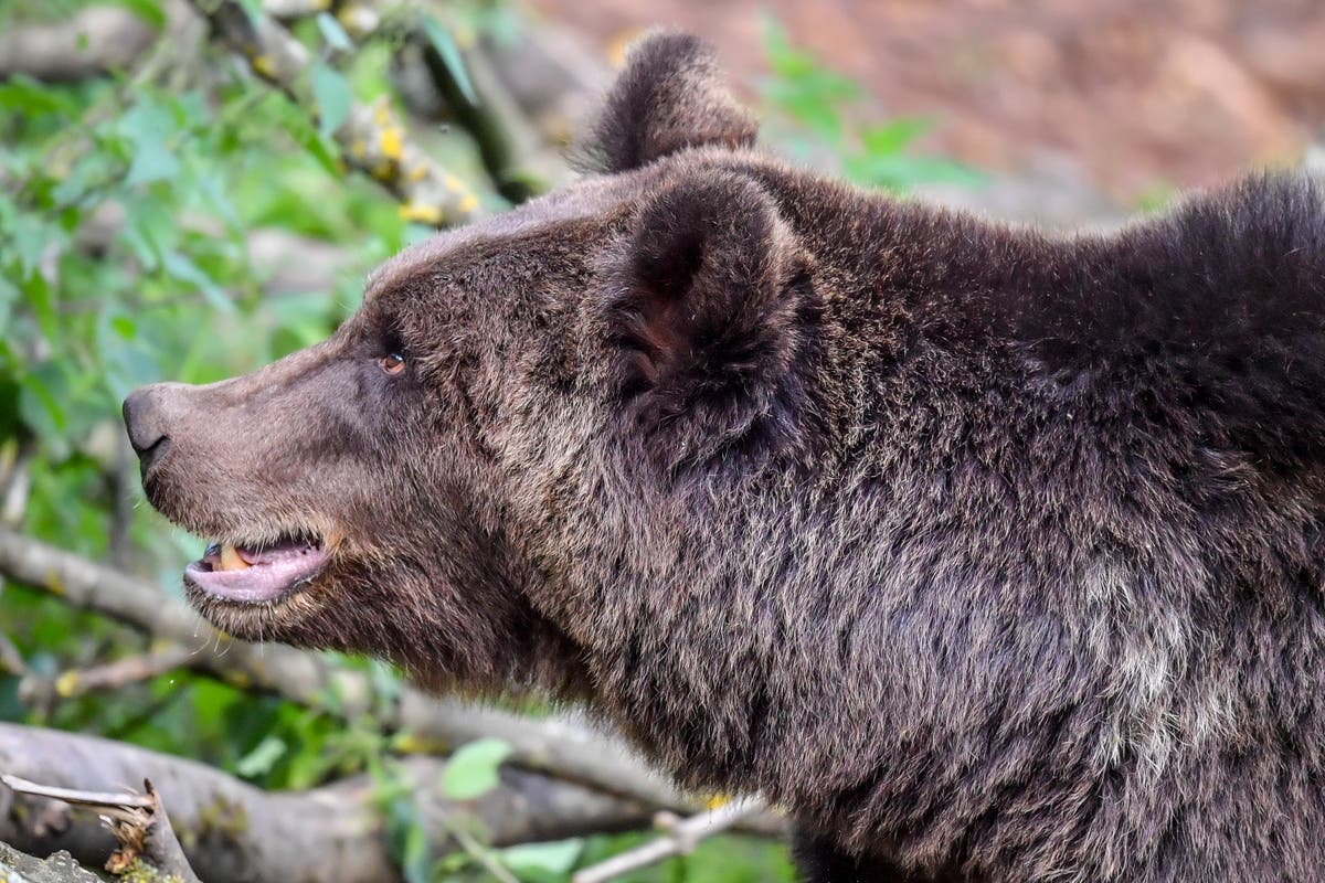 Man, 55, mauled to death by bear while picking mushrooms in Slovakia