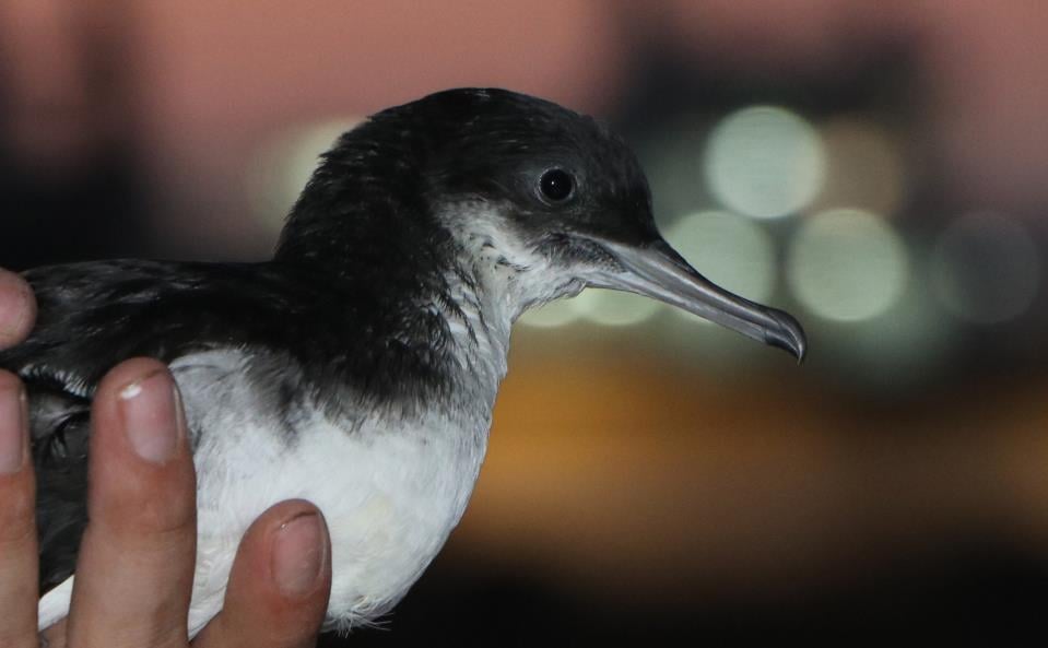 BirdLife Malta urges action on light pollution to save vulnerable seabirds