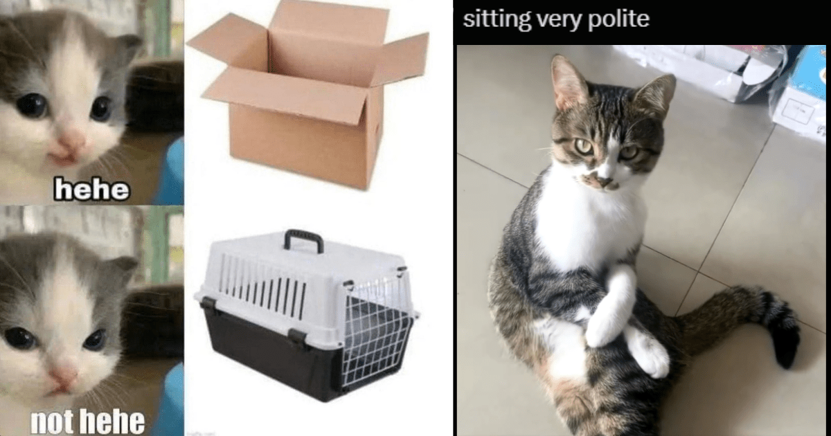 24 Sassy Sunday Cat Memes Strictly Hissing if a Meme is Not Hissterically Funny