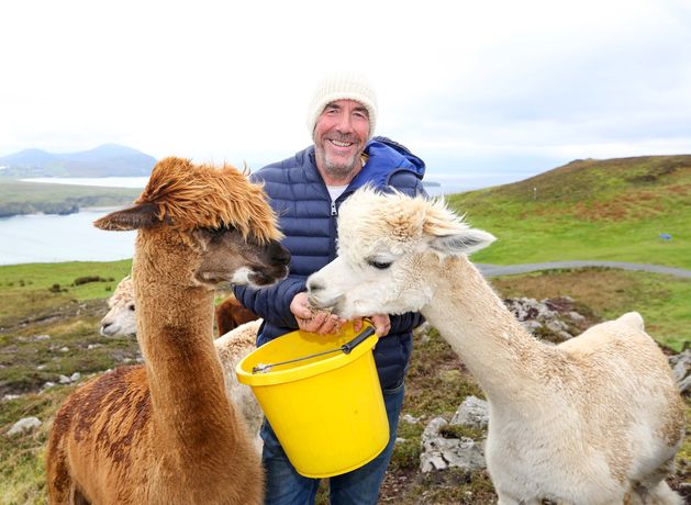 What do you do with 50 alpacas? Meet the Donegal man putting a modern twist on tradition of wool and spinning 