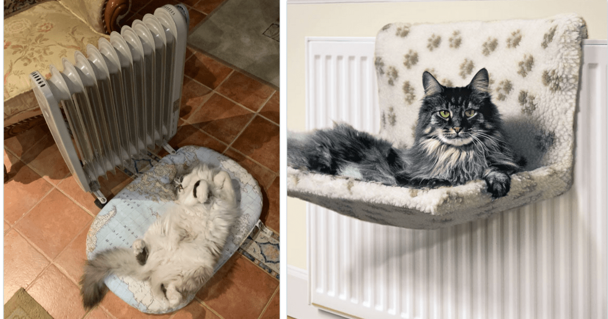 24 Hissterical Pictures of Chilly Cats Stealing the Heater Because It's a Cat's World, And We're Just Living In It