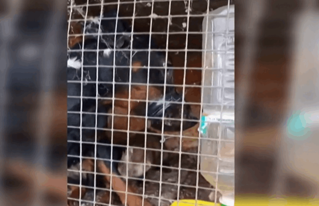 VIDEO: Deranged Hungarian set ferrets on small, tied-up dog and cheered on every bite