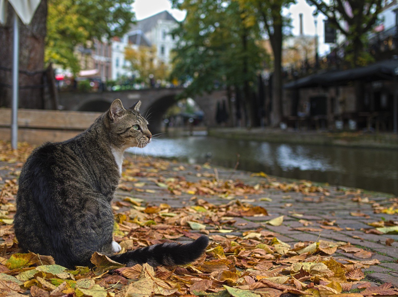 Autumn weather moves in, with grey skies and some drizzle