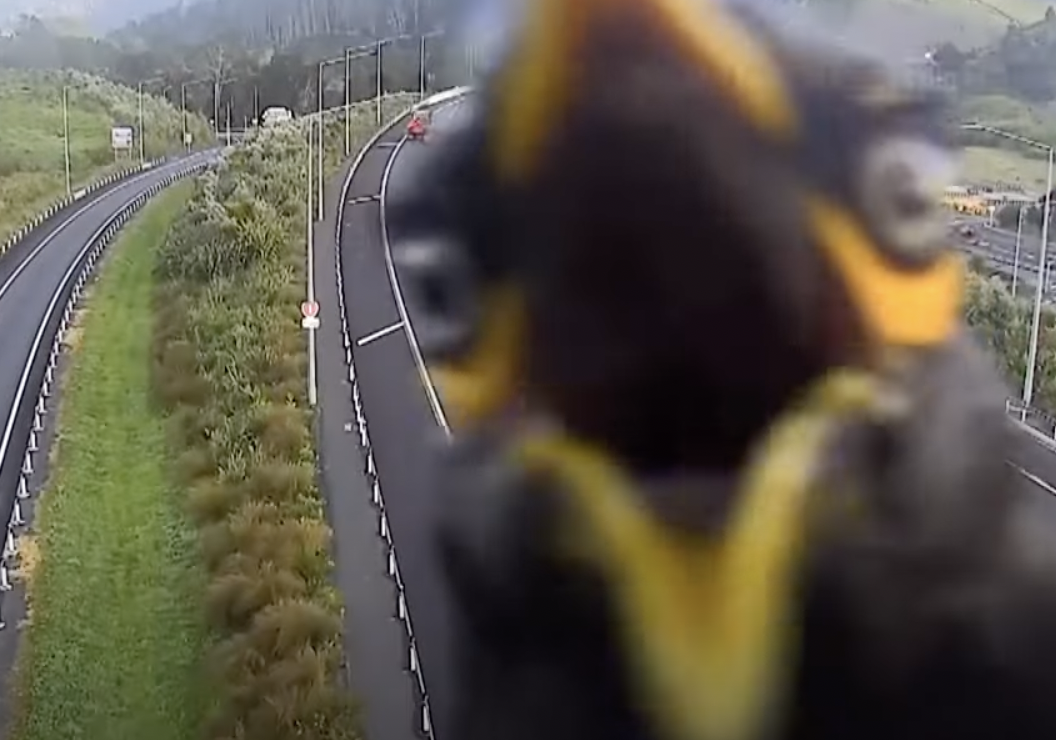 Highway Camera Captures a Surprise, Squawking Cameo