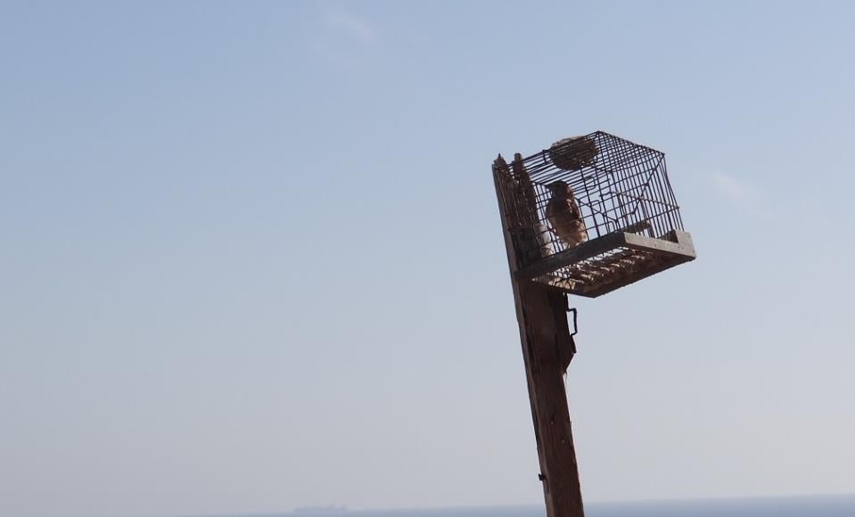 BirdLife Malta launches its citizen activism campaign against finch trapping