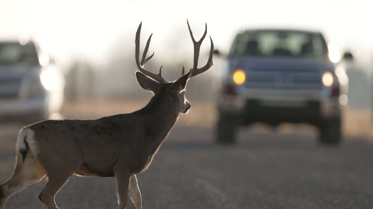 Utah wildlife officials to drivers: Watch out for deer as daylight saving time ends