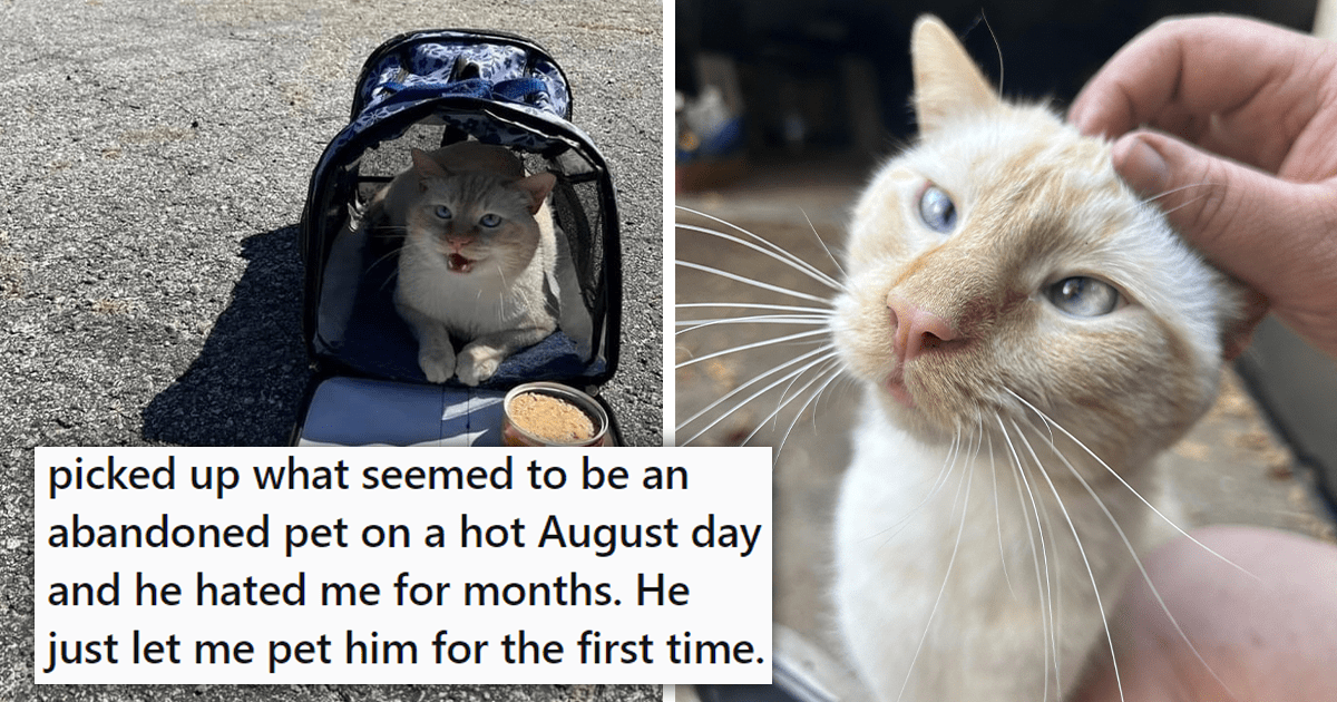 'He hated me for months': Cat That Has Been Abandoned in Its Carrier Gets Rescued by Kind Hooman and Finally, Months Later, Starts Showing Him Love