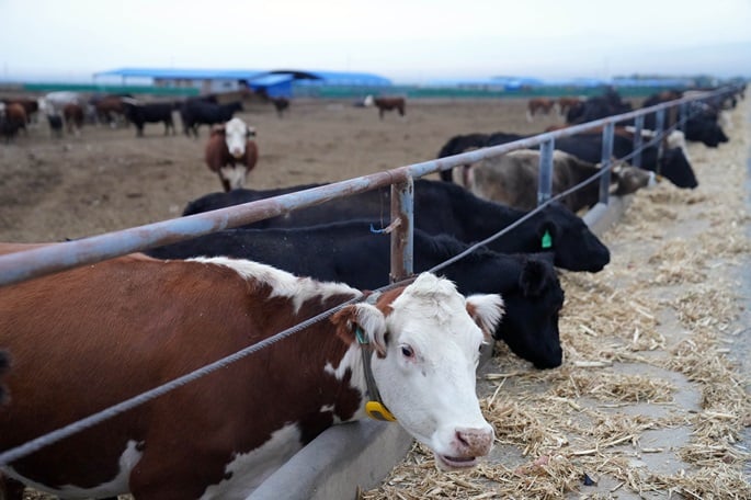 Azerbaijan restricts livestock imports from EU amid disease concerns