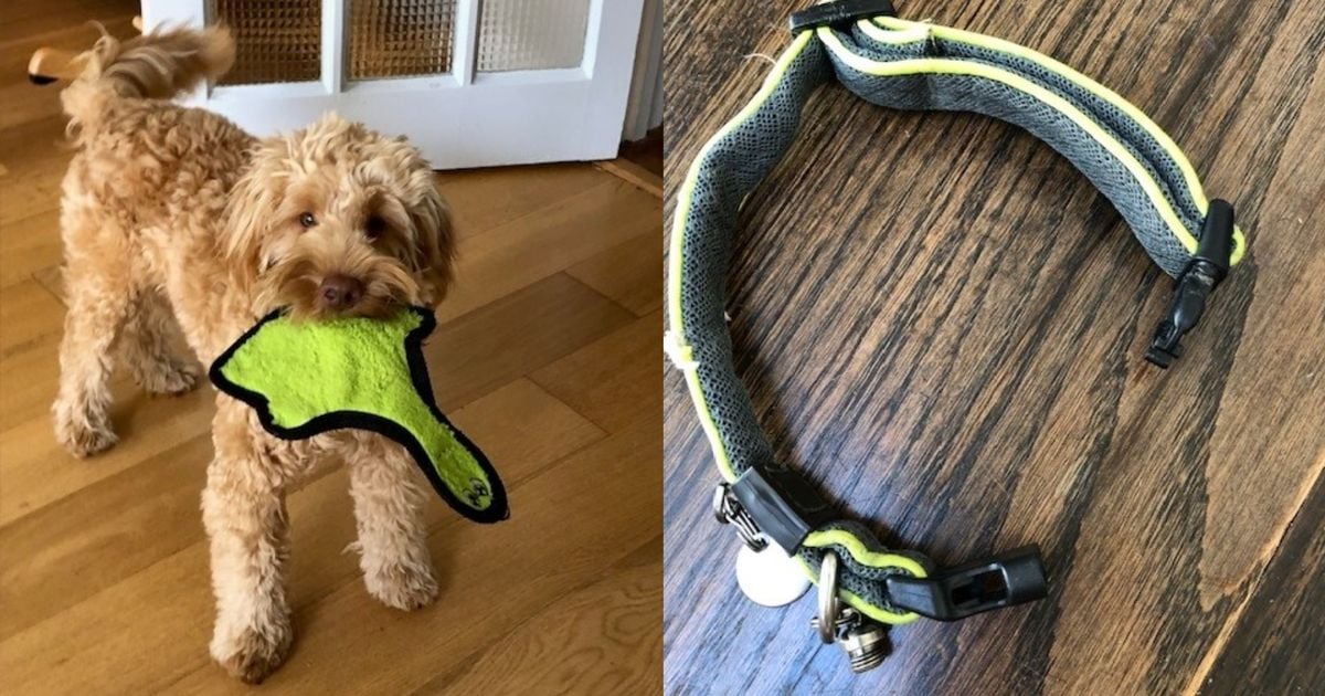 Dog owner watched in horror as beloved pet strangled by own collar while playing in garden