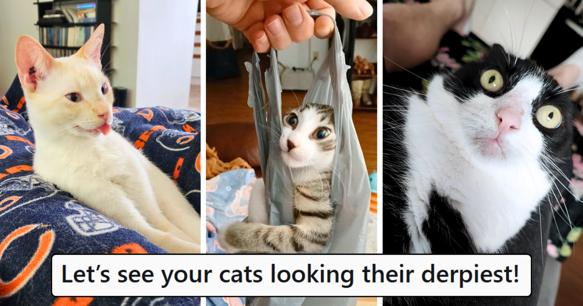 28 Derpy Cats Dropping Doofus Funny Feline Faces That Are Seriously Silly and Will Split a Smile