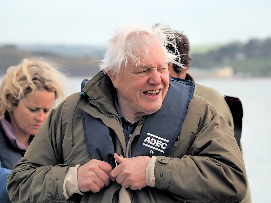 BBC addresses David Attenborough's allegedly unusual voice that fans are picking up on