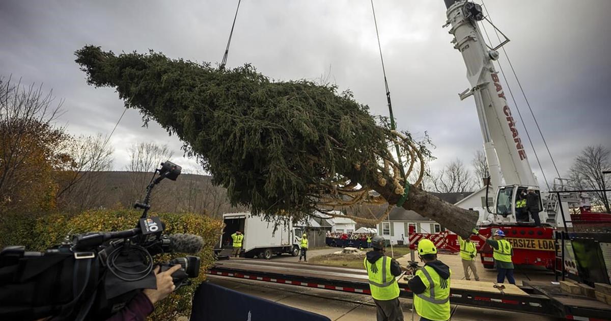 This year's 74-foot Rockefeller Christmas tree is en route from Massachusetts