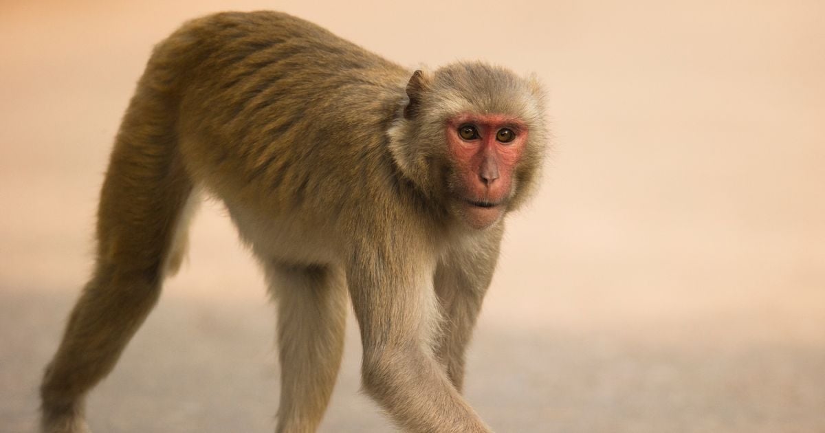 Major police update on 43 escaped monkeys after worker left enclosure door open