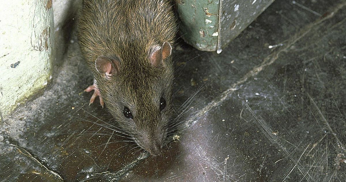 Hospital calls pest control 80 times for infestations of rats, mice, ants, woodlice and wasps