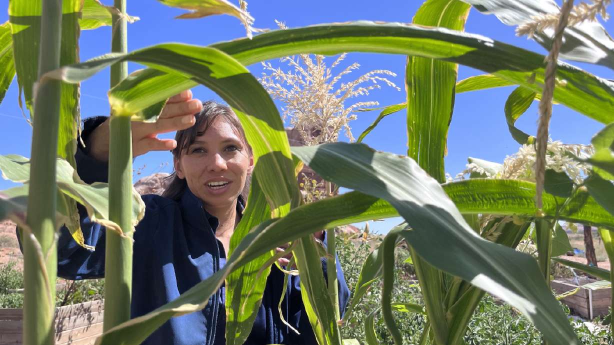 Navajo food traditions tap into the past, and future, of farming the arid Southwest