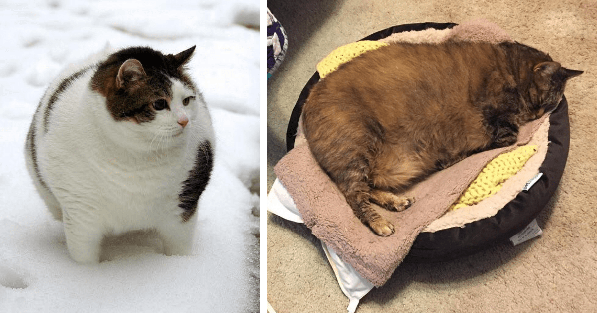 24 Cute Chonky Cats Celebrating a Cheerful Carbs Season By Impurrsonating Your Round Thanksgiving Turkey