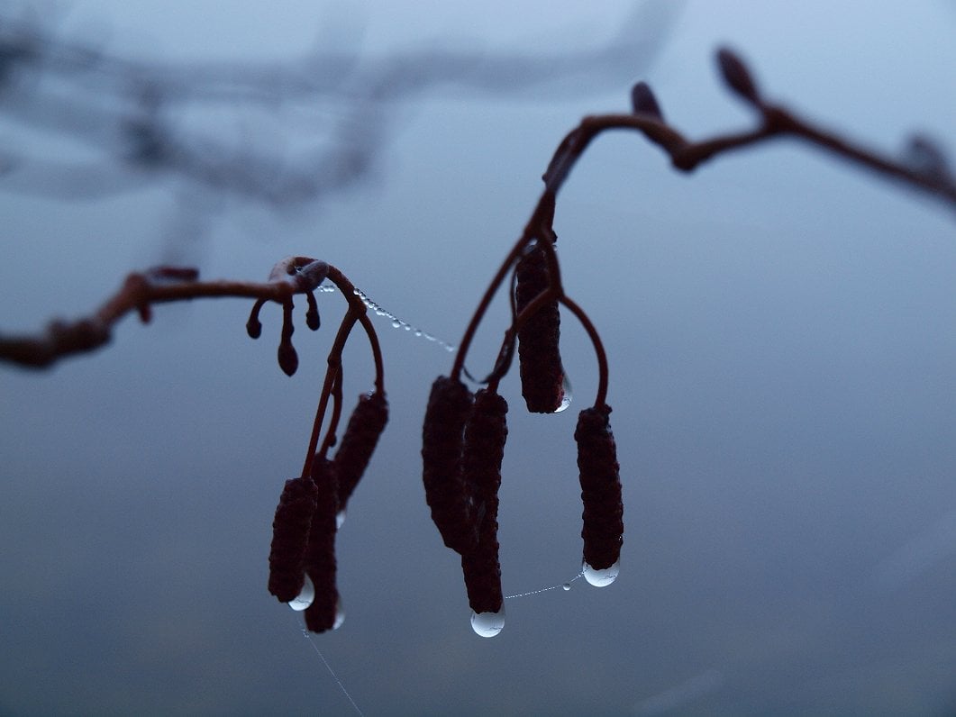 Weather week in Latvia: warmish wettish November