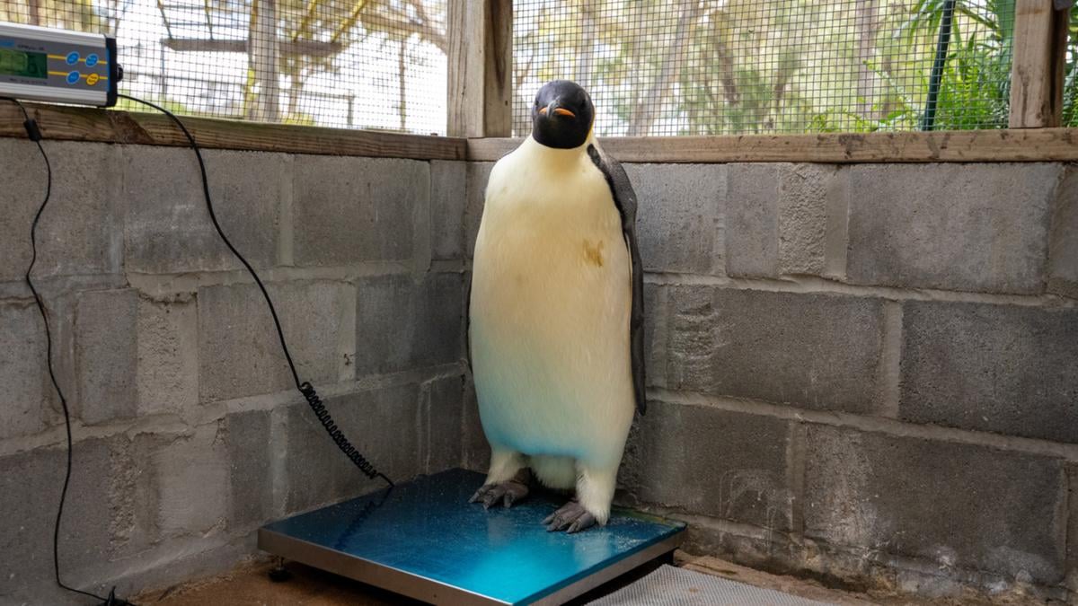 Emperor penguin far from home undergoing rehabilitation by local seabird rescuer