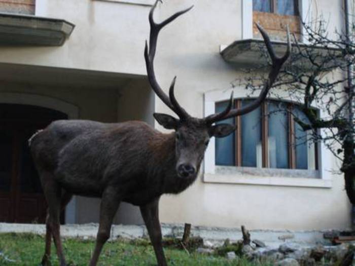 Council of State suspends Abruzzo deer cull