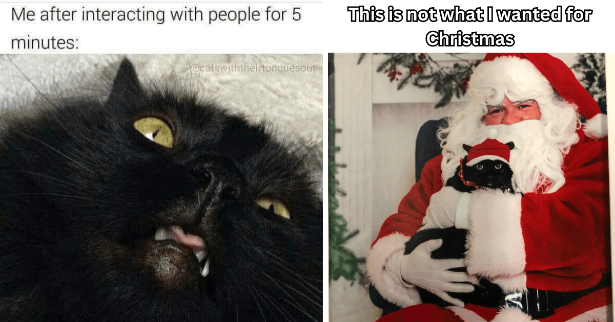 24 Growling Giggle-Worthy Grumpy Feline Memes to Guarantee That You Have a Purrfectly Terrible Meownday