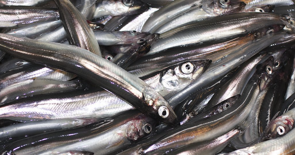 10 million fish devoured in 'largest slaughter ever recorded'