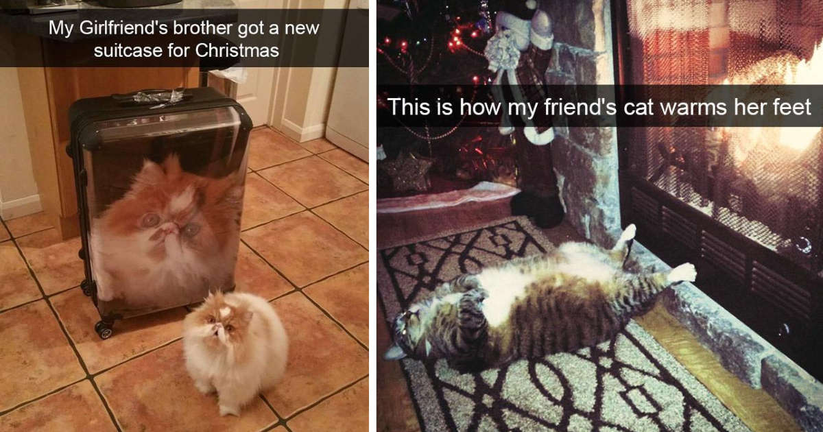 A Hissterical Helping of Cool Cat Snaps Creating Christmas Morning Meowgic With Huggable Holiday Hilariousness