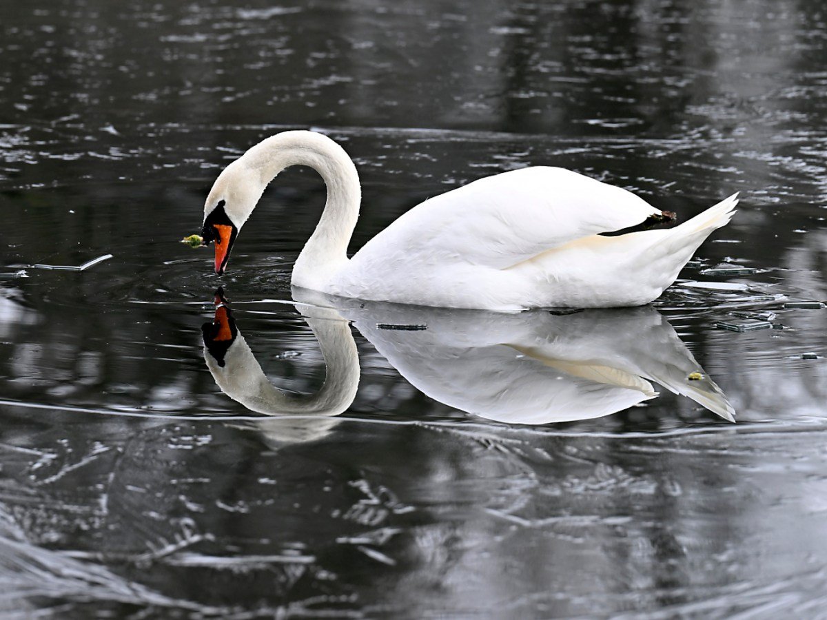 Swan infected with bird flu in central Switzerland