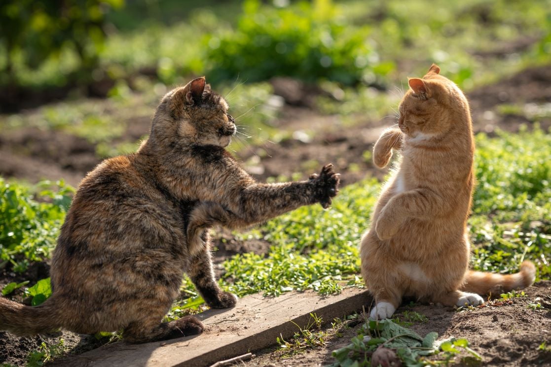 Drugged cats rushed to a veterinary hospital in Bucharest