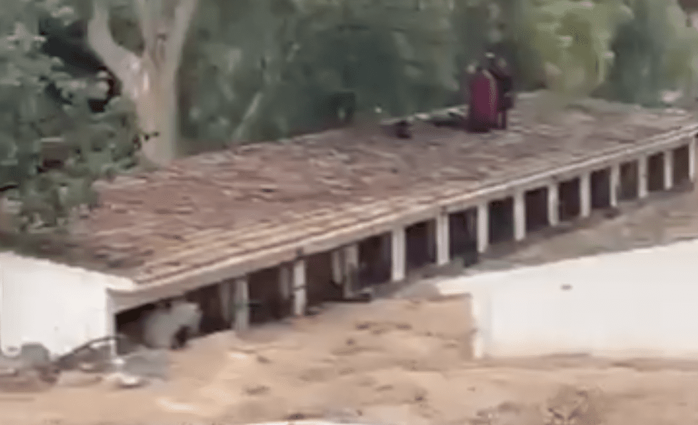 Watch: Fears for horses in Malaga as stables are filmed being almost submerged by flood water