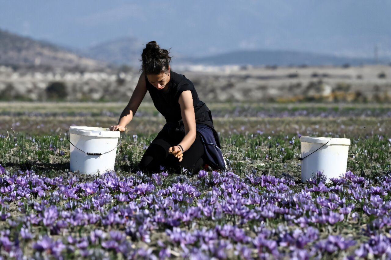 Cracked earth in Greece's saffron heartland as drought takes toll