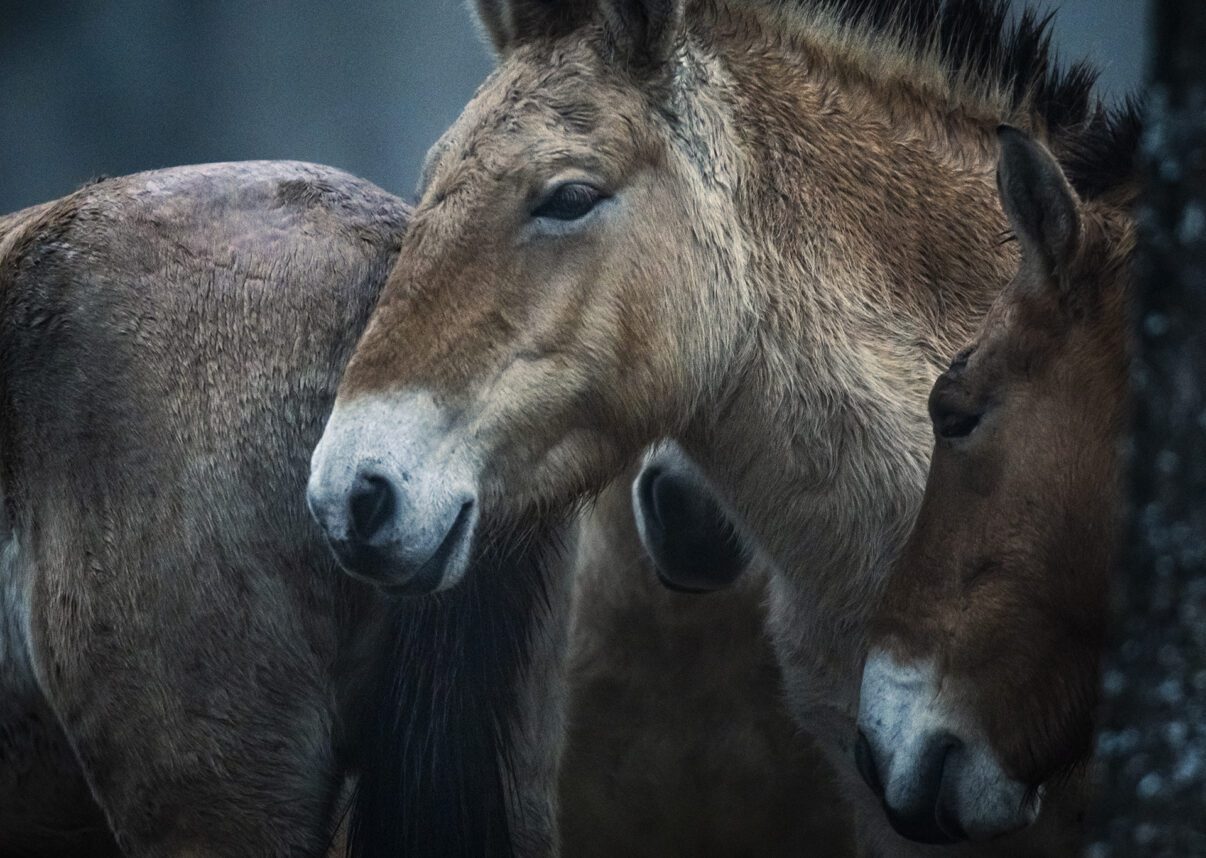 Pictured: Stunning Mongolian horses are relocated to Spain as part of rewilding programme