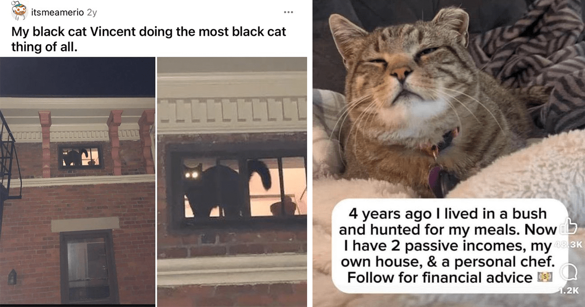 20 Hissterical Cat Memes to Cozy Up With on a Chilly Autumn Morning