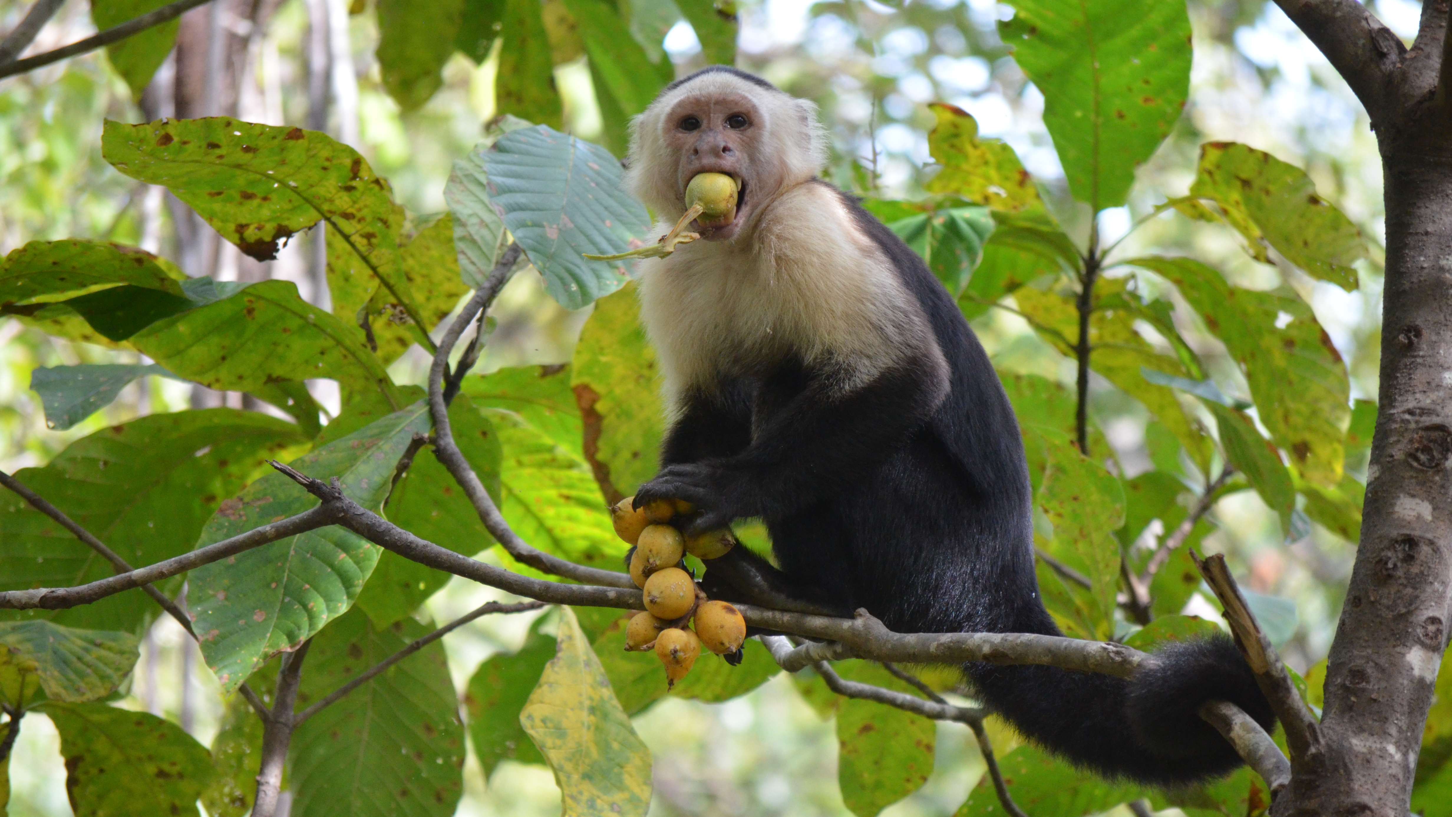 Animals Might Be Drinking More Than We Thought