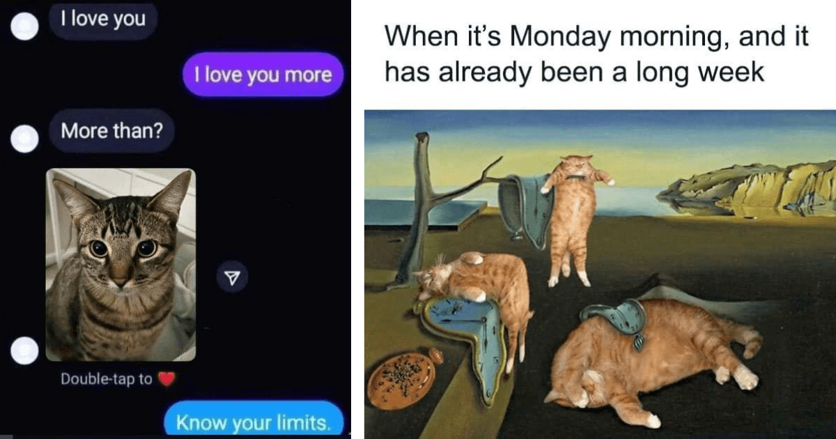 23 Fuzzy Feline Memes That Need This Sunday to Become Seriously Sillier and Fluffing Funnier