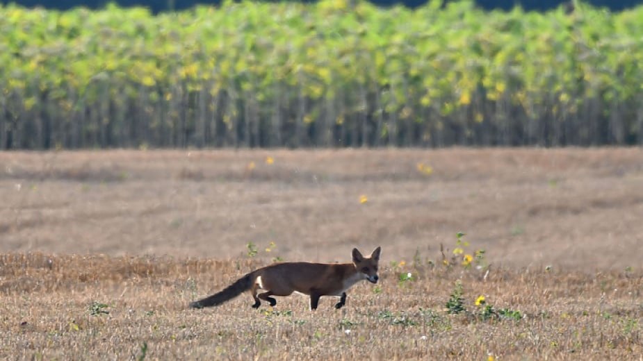 Bulgarian Food Safety Agency starts vaccinating foxes against rabies