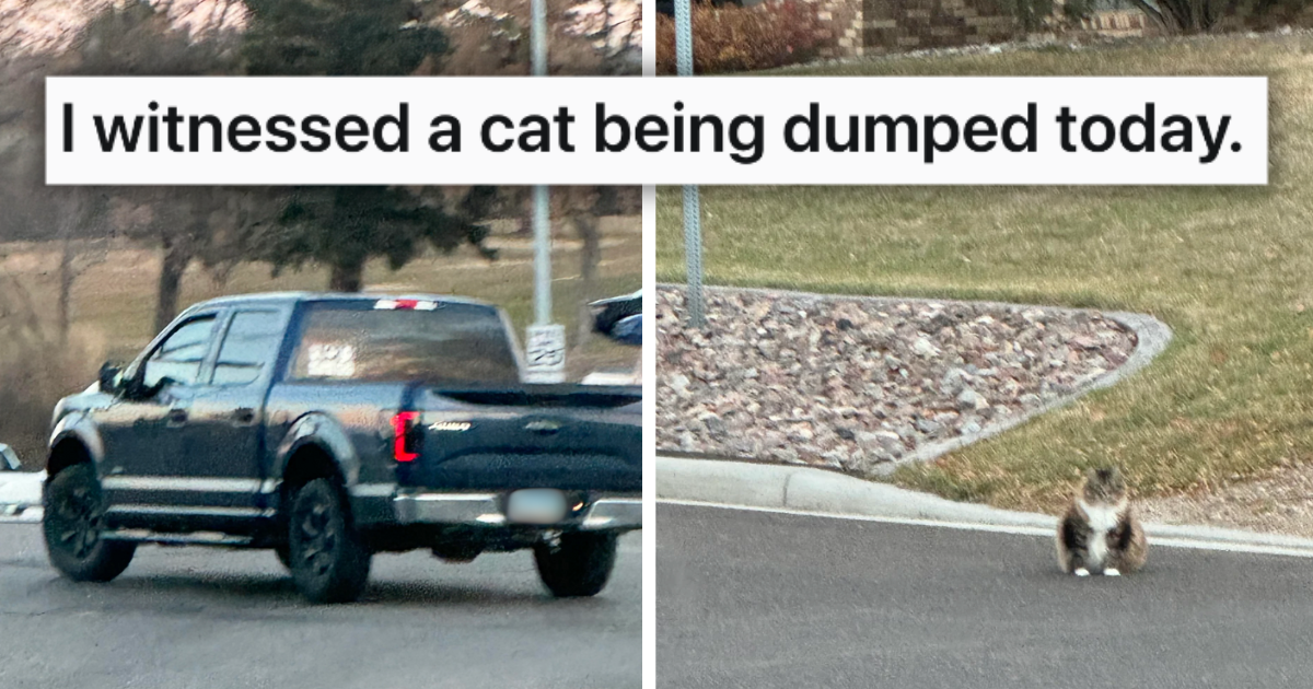 Heroic Woman Witnesses Cat Being Abandoned and Calls the Police, She Turns the Tables and Serves the Heartless Hoomans a Heaping Pile of Justice