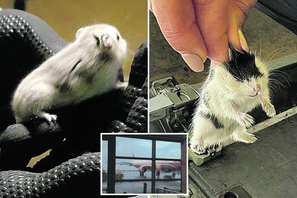 TAP Air Portugal plane grounded as hamsters run amok in cabin