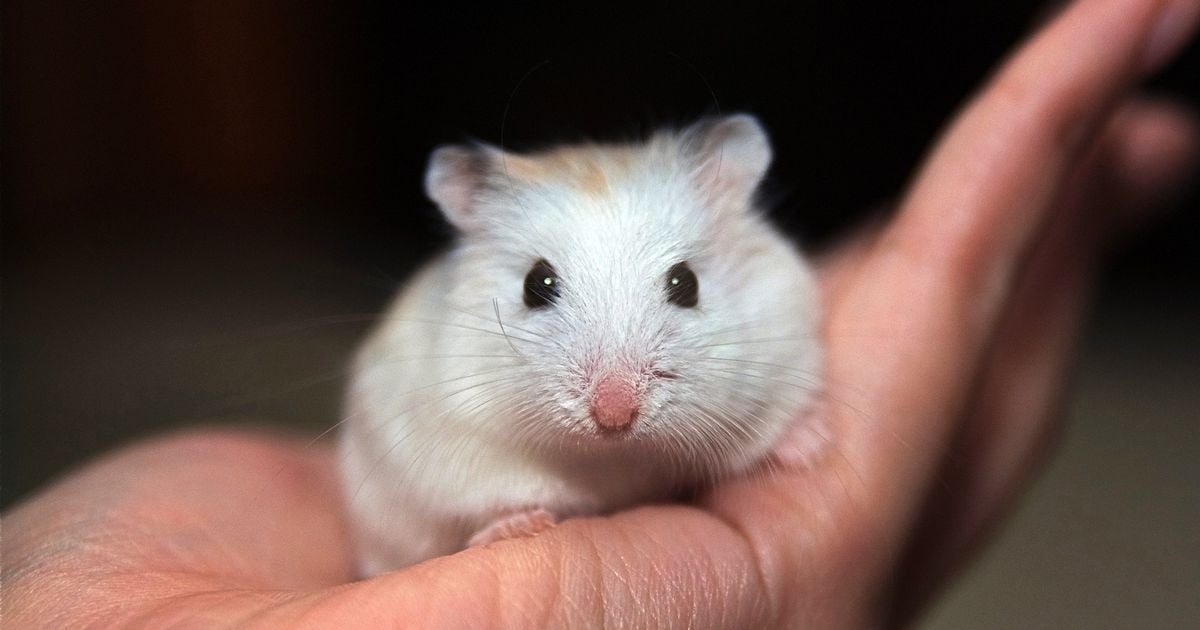 Portugal flight grounded for five days as over 130 hamsters unleashed on the plane