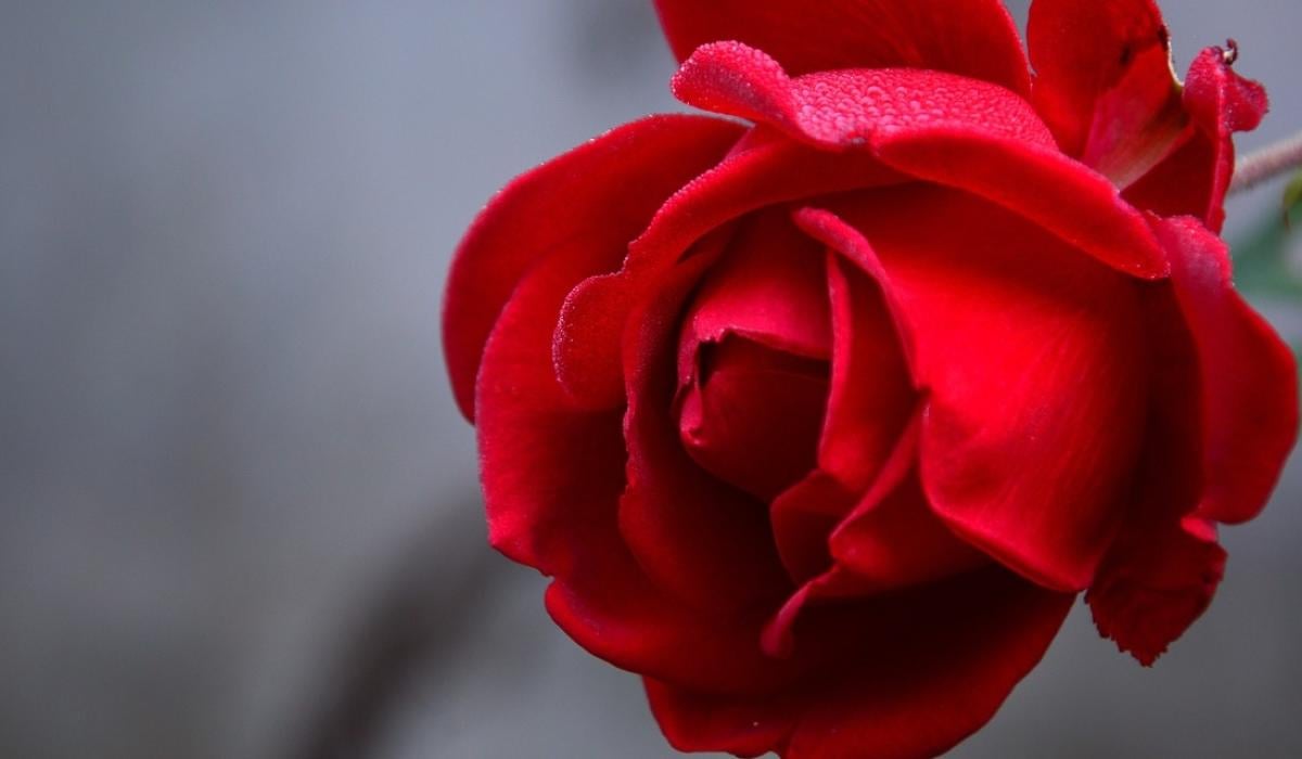 Man in court again for selling roses on Letterkenny Main Street