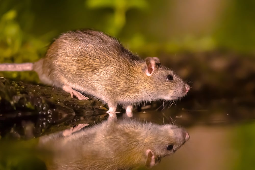 Terschelling has rats in the firing line as plague looms