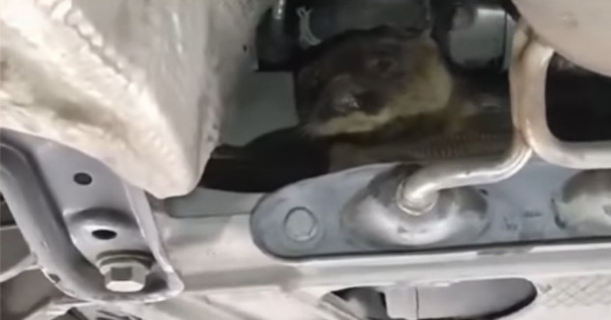 NCT inspectors shocked to discover 'mischievous' critter hiding underneath car during test