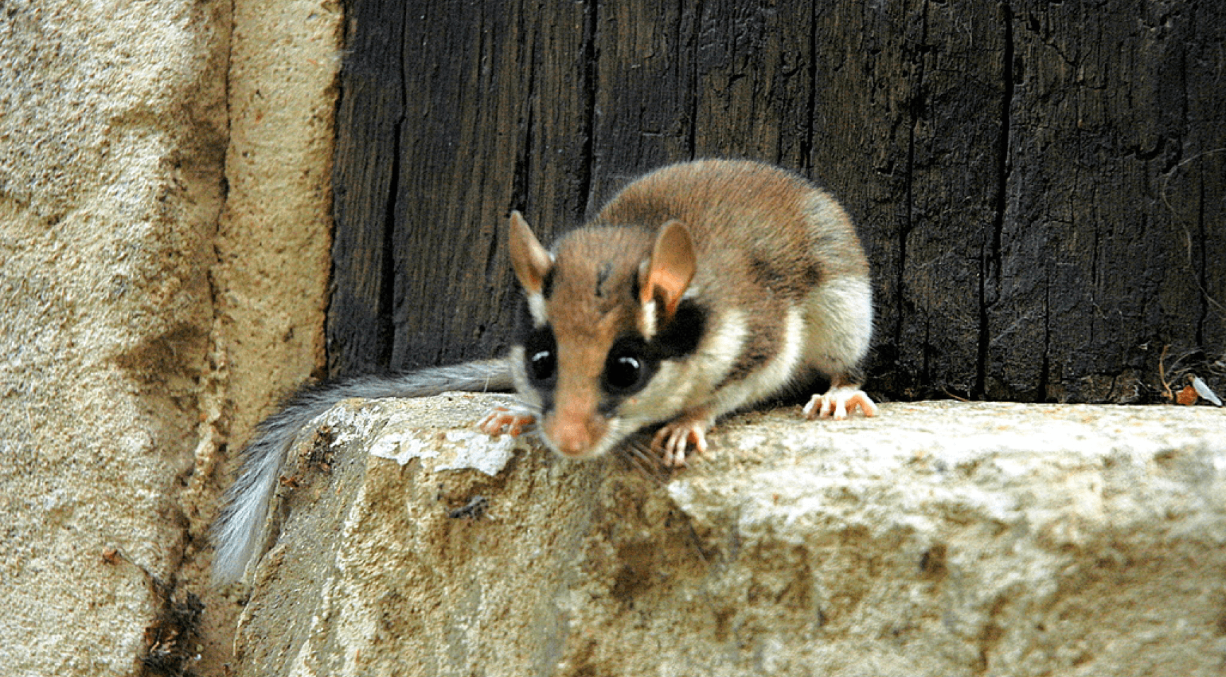 Terschelling starts shooting rats to combat infestation