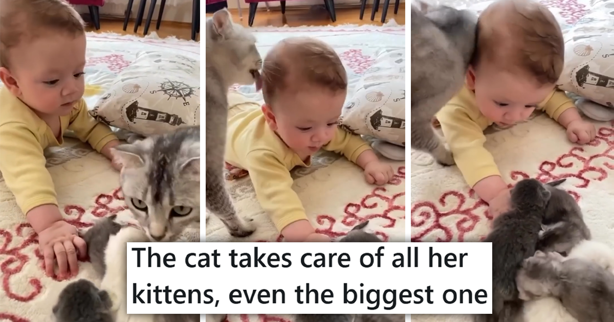 Momma Cat Treats Baby Human as if It Is Her Own, Taking Care of Her Alongside Her Own Itty Bitty Kittens in a Unique and Awwdorable Family