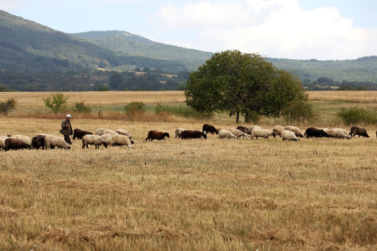 New Outbreak of Sheep Pox Detected in Haskovo