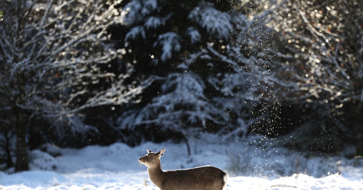 Your top stories on Thursday: Potential for serious damage to Irish economy as Trump reshapes trade, Ministers told; Snow falls as weather warnings in place