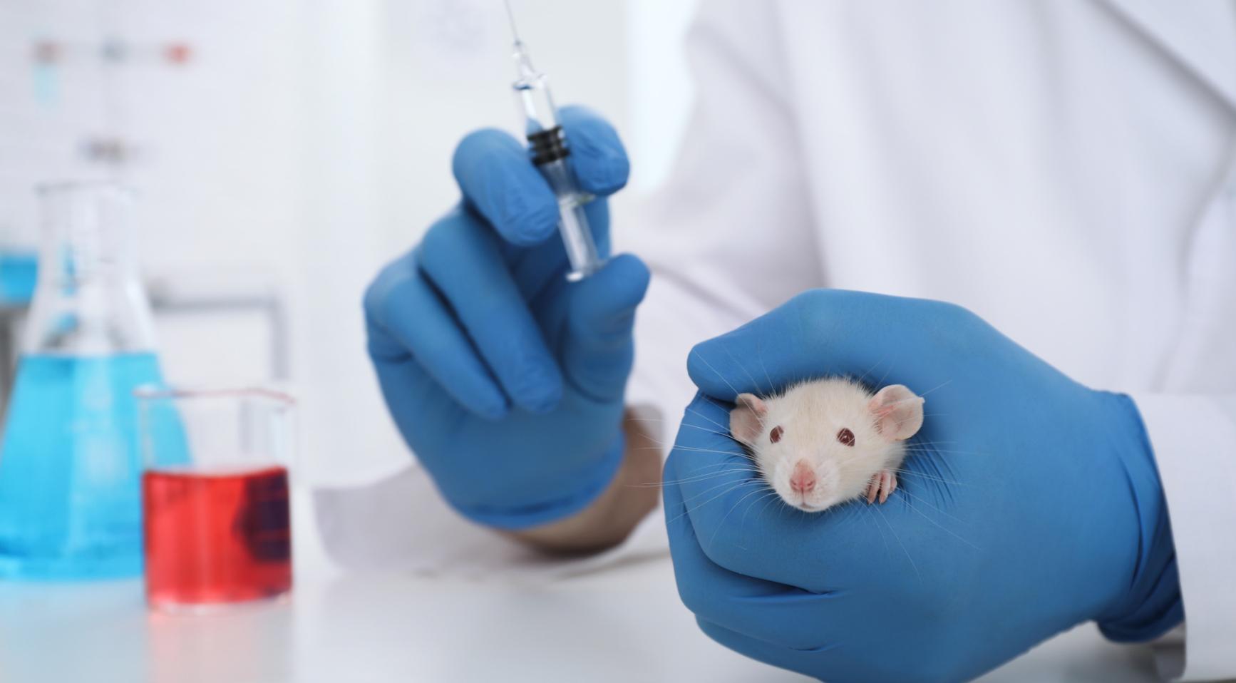 Animal testing on the rise in the Netherlands; EU rules hindering change